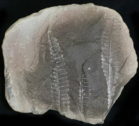 Detailed Pecopteris Frond - Mazon Creek #28923